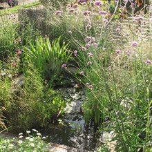 Pond