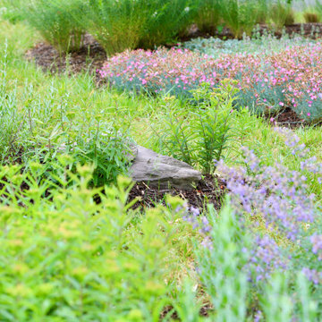 Front Yard Pollinator Paradise
