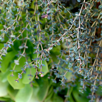 Drought Tolerant Landscape in Eagle Rock, CA