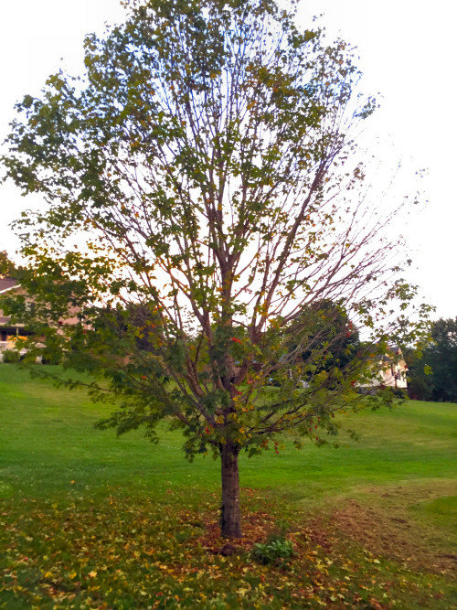 Maple Tree Dying?