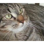 Jenny Lewis's photo