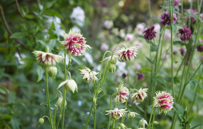 Ask a Garden Designer: What Do I Need to Do in the Garden in May?