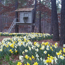 treehouse