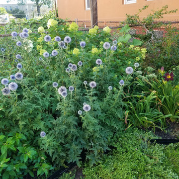 Small Urban Garden - Summer