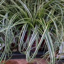 Johnson Planting
