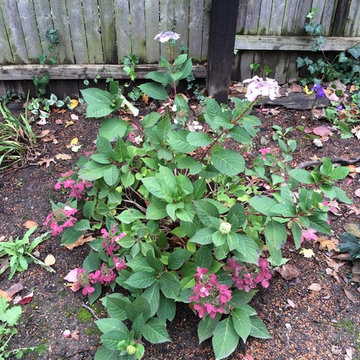 Hydrangea 'Twist and Shout'