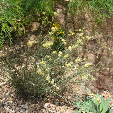 Southwestern Plants