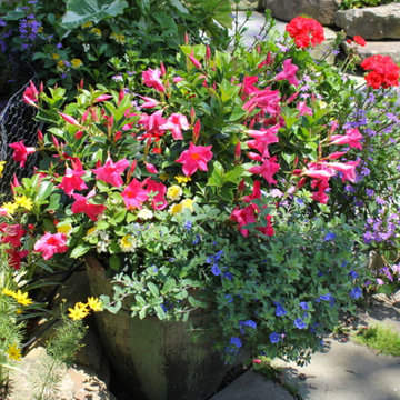Annual Planting