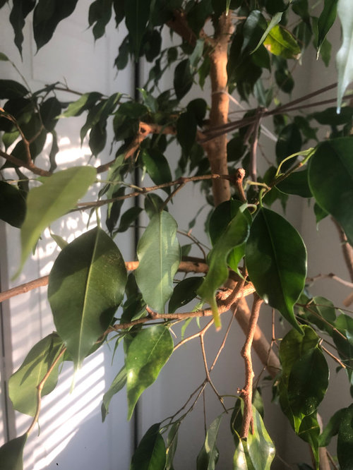 Please help! 40yr old Ficus tree dying