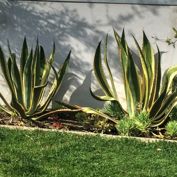 Cacti in the garden