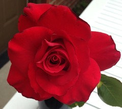 RED ROSE　BEST of Kis-My-Ft2 Perfect Moment - 2 Quart Rose Potted Live Plant – Ma Cherie