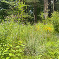 Metropolitan Garden Design's profile photo