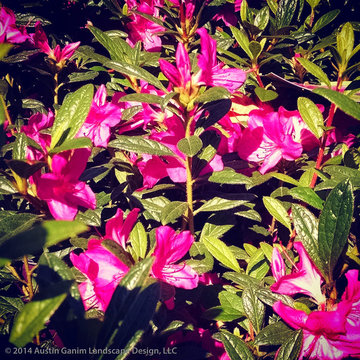 Plant Ideas & Colorful Combinations