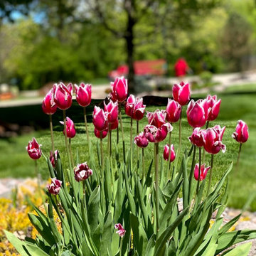 Spring Cleanups / Edging / Tree Installations