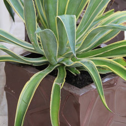 Planters & Arboreal Sculptures - Products