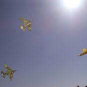 Jonathan Elalouf's photo