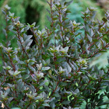 Native plant and pollinator garden ideas