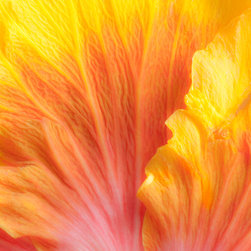 Douglas Page Photographic Arts - Hibiscus Flame Aluminum - Prints And Posters