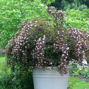 Summer Wine® Ninebark