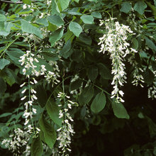 Trees