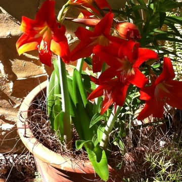 Flowers at Villa Clara