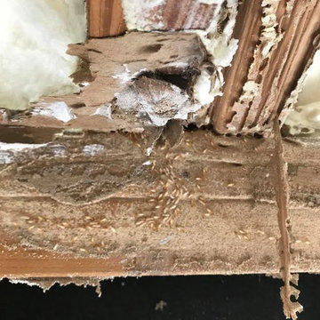 Termite repairs