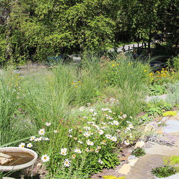 Rethinking the Front Lawn - Try a Native Perennial Garden Instead!