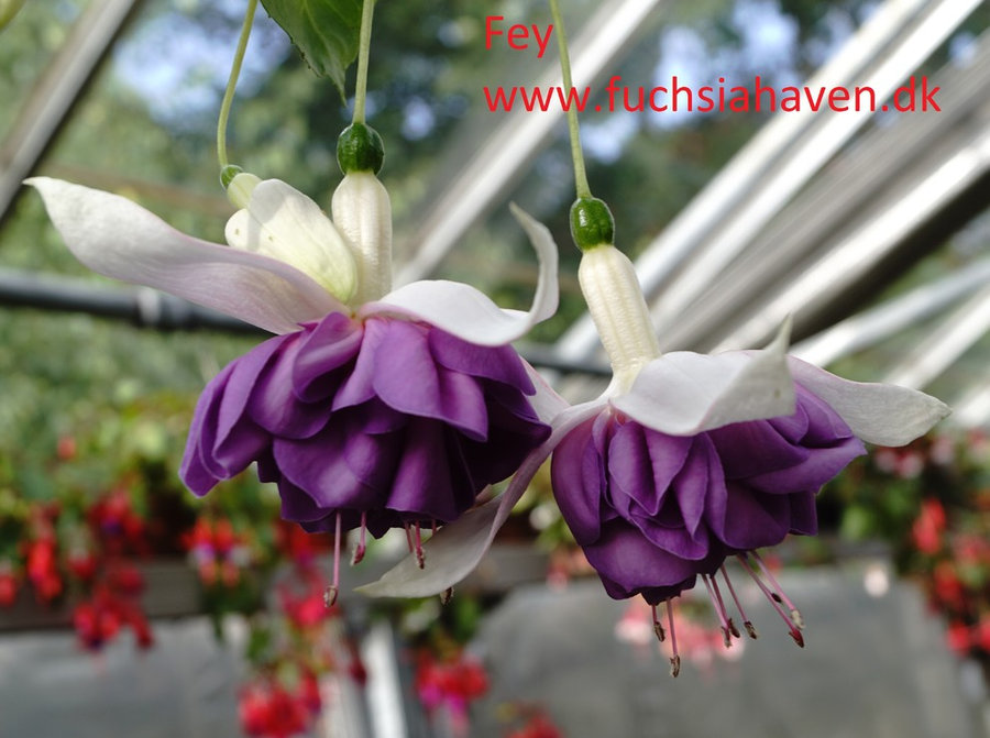 Fuchsia liste 2020 (her ses fotos af en mindre del af de fuchsia vi producere)