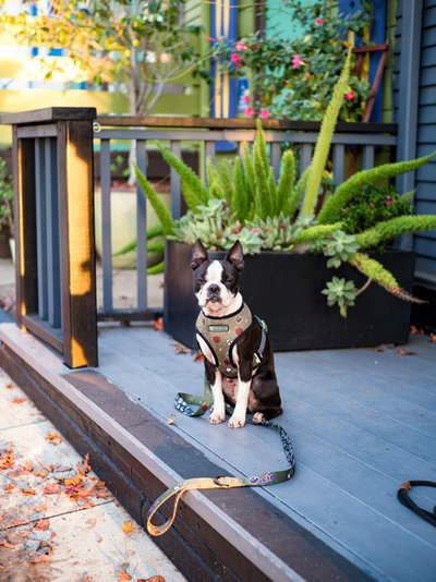 pet s place boston