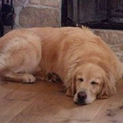 Virginia Amann's photo