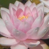 Robin Piper's photo