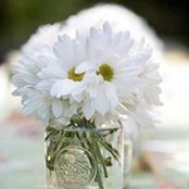 Shari Halls foto