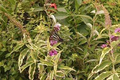 Monarch Butterfly Garden plants