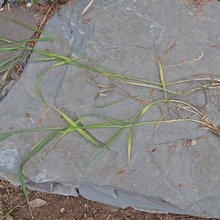 Weeds At CW