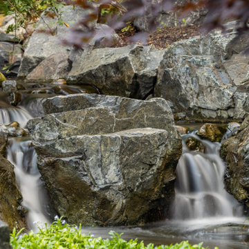 forest oasis