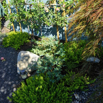 Rain Garden