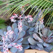 Landscape Ideas
