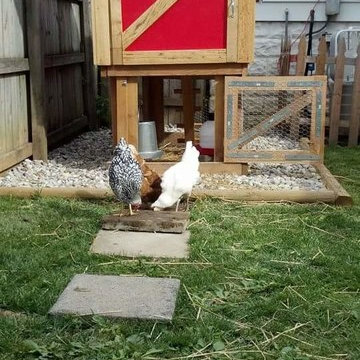 Chicken Coup