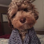 Carol Bova's photo