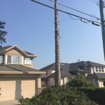 Fraser Heights/Surrey Tree Removal