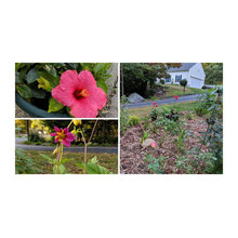 2019 Garden