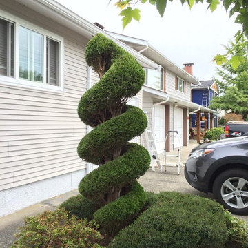 Spiral cedars and a beautiful cedar hedge