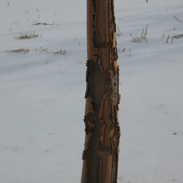 Acer (Maple)