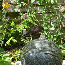 Gardens water features