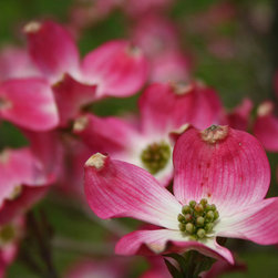 Native Flowering Trees - Products