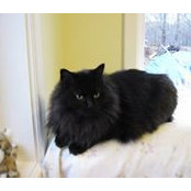 Phyllis Cohoon's photo