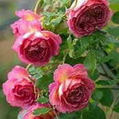 Saralyn Stafford's photo