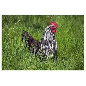 "Domestic Chicken, Braekel, cockerel, standing in grass" Paper Art, 62"x42"