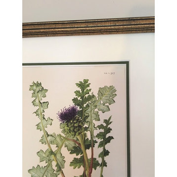 Original Vintage 1958 English Botanical Print, Framed