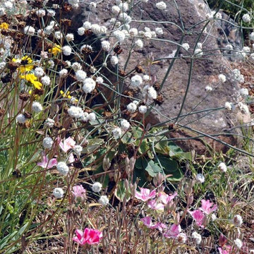 Naked buckwheat / Eriogonum nudum